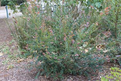 Ruby Snow Loropetalum